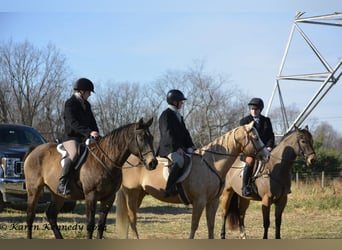 American Quarter Horse, Ruin, 9 Jaar, 152 cm, Palomino