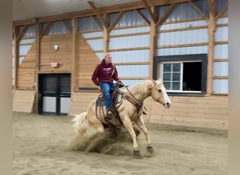 American Quarter Horse, Ruin, 9 Jaar, 152 cm, Palomino