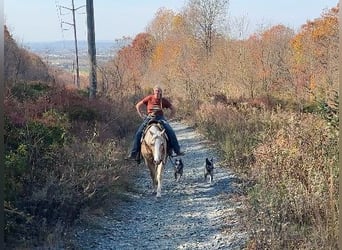 American Quarter Horse, Ruin, 9 Jaar, 152 cm, Palomino