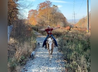 American Quarter Horse, Ruin, 9 Jaar, 152 cm, Palomino