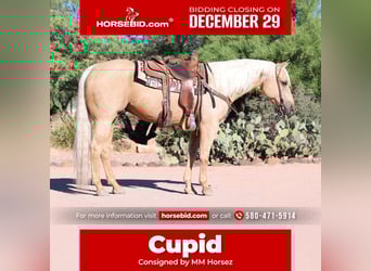 American Quarter Horse, Ruin, 9 Jaar, 152 cm, Palomino