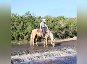 American Quarter Horse, Ruin, 9 Jaar, 152 cm, Palomino