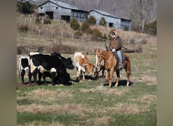 American Quarter Horse, Ruin, 9 Jaar, 152 cm, Palomino
