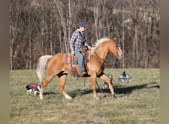 American Quarter Horse, Ruin, 9 Jaar, 152 cm, Palomino