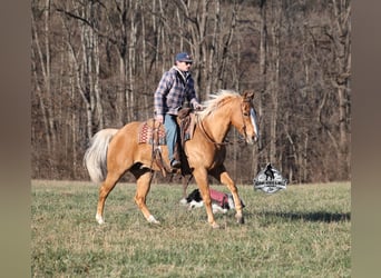 American Quarter Horse, Ruin, 9 Jaar, 152 cm, Palomino