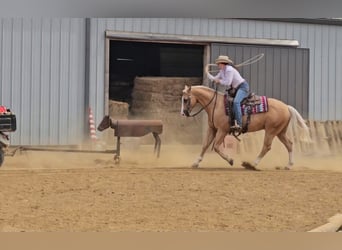 American Quarter Horse, Wallach, 9 Jahre, 152 cm, Palomino