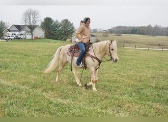 American Quarter Horse, Ruin, 9 Jaar, 152 cm, Palomino