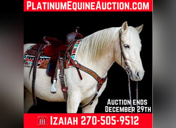 American Quarter Horse, Ruin, 9 Jaar, 152 cm, Palomino