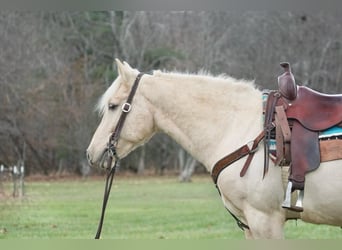 American Quarter Horse, Ruin, 9 Jaar, 152 cm, Palomino