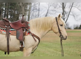 American Quarter Horse, Ruin, 9 Jaar, 152 cm, Palomino