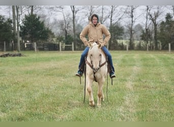 American Quarter Horse, Ruin, 9 Jaar, 152 cm, Palomino