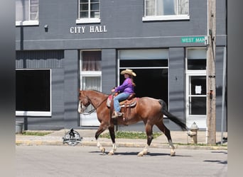 American Quarter Horse, Ruin, 9 Jaar, 152 cm