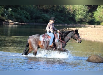 American Quarter Horse, Ruin, 9 Jaar, 152 cm, Roan-Bay