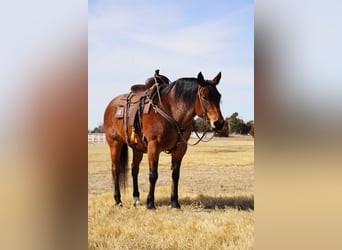 American Quarter Horse, Ruin, 9 Jaar, 152 cm, Roan-Bay