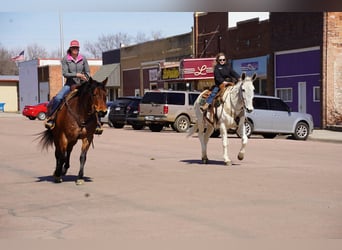 American Quarter Horse, Ruin, 9 Jaar, 152 cm, Roan-Bay