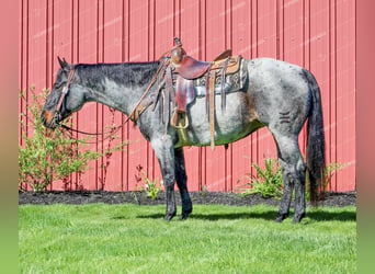 American Quarter Horse, Ruin, 9 Jaar, 152 cm, Roan-Blue