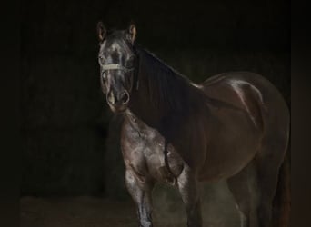 American Quarter Horse, Ruin, 9 Jaar, 152 cm, Roan-Blue