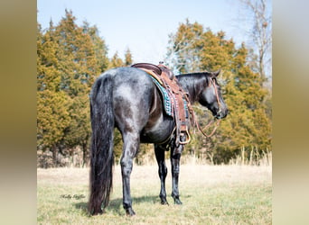 American Quarter Horse, Ruin, 9 Jaar, 152 cm, Roan-Blue