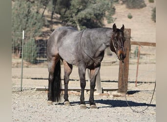 American Quarter Horse, Ruin, 9 Jaar, 152 cm, Roan-Blue