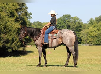 American Quarter Horse, Ruin, 9 Jaar, 152 cm, Roan-Blue