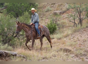 American Quarter Horse, Ruin, 9 Jaar, 152 cm, Roan-Red