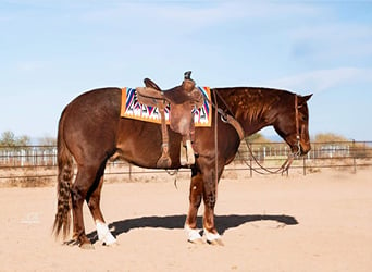 American Quarter Horse, Ruin, 9 Jaar, 152 cm, Roan-Red