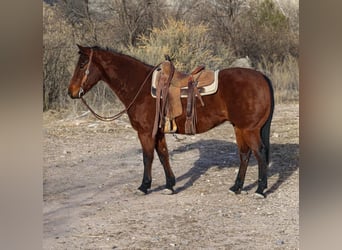 American Quarter Horse, Ruin, 9 Jaar, 152 cm, Roodbruin