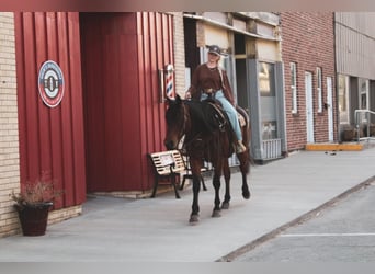 American Quarter Horse, Ruin, 9 Jaar, 152 cm, Roodbruin