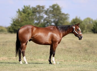 American Quarter Horse, Ruin, 9 Jaar, 152 cm, Roodbruin