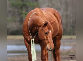 American Quarter Horse, Ruin, 9 Jaar, 152 cm, Roodvos