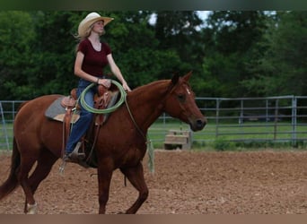 American Quarter Horse, Ruin, 9 Jaar, 152 cm, Roodvos