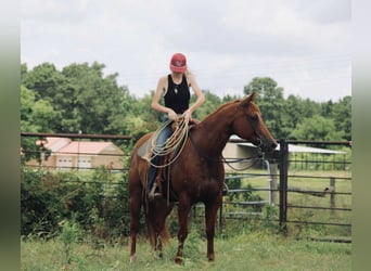 American Quarter Horse, Ruin, 9 Jaar, 152 cm, Roodvos