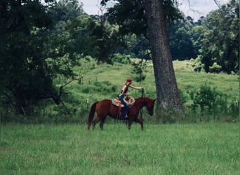 American Quarter Horse, Ruin, 9 Jaar, 152 cm, Roodvos