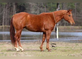 American Quarter Horse, Ruin, 9 Jaar, 152 cm, Roodvos