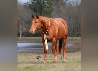 American Quarter Horse, Ruin, 9 Jaar, 152 cm, Roodvos