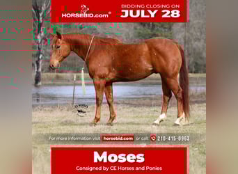 American Quarter Horse, Ruin, 9 Jaar, 152 cm, Roodvos