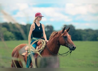 American Quarter Horse, Ruin, 9 Jaar, 152 cm, Roodvos