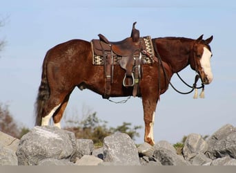American Quarter Horse, Ruin, 9 Jaar, 152 cm, Roodvos