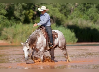 American Quarter Horse, Ruin, 9 Jaar, 152 cm, Schimmel