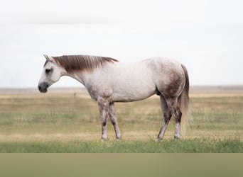 American Quarter Horse, Ruin, 9 Jaar, 152 cm, Schimmel