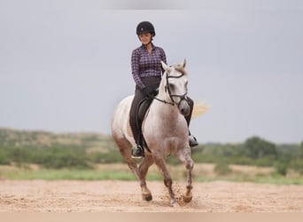 American Quarter Horse, Ruin, 9 Jaar, 152 cm, Schimmel