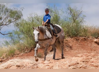 American Quarter Horse, Ruin, 9 Jaar, 152 cm, Schimmel