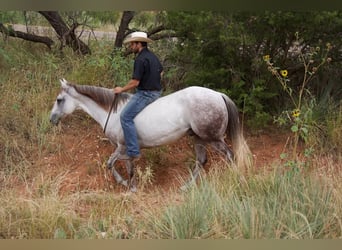 American Quarter Horse, Ruin, 9 Jaar, 152 cm, Schimmel
