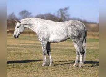 American Quarter Horse, Ruin, 9 Jaar, 152 cm, Schimmel