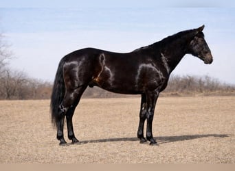 American Quarter Horse, Ruin, 9 Jaar, 152 cm, Zwart