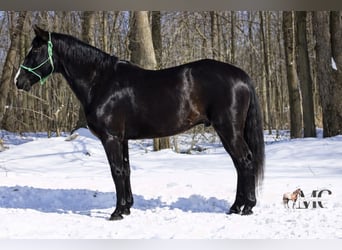 American Quarter Horse, Ruin, 9 Jaar, 152 cm, Zwart