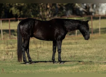 American Quarter Horse, Ruin, 9 Jaar, 152 cm, Zwart