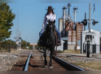 American Quarter Horse, Ruin, 9 Jaar, 152 cm, Zwart