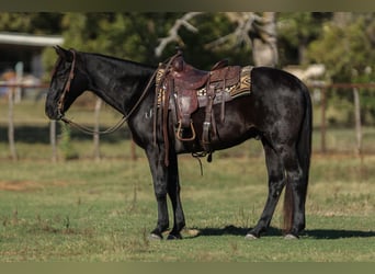American Quarter Horse, Ruin, 9 Jaar, 152 cm, Zwart