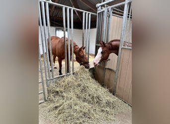 American Quarter Horse, Ruin, 9 Jaar, 153 cm, Vos